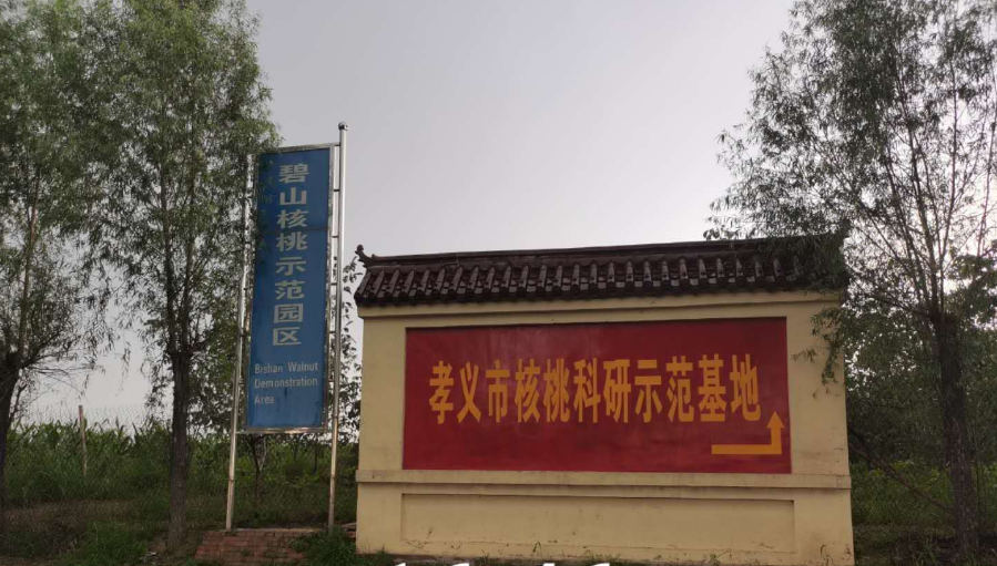 孝義農(nóng)產(chǎn)品大市場(chǎng)丨力爭(zhēng)讓孝義核桃插上翅膀，飛向全國(guó)！