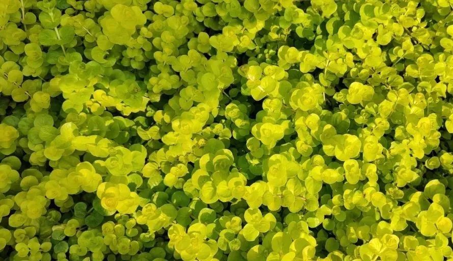 未來5年，農(nóng)業(yè)產(chǎn)業(yè)8大投資重點在哪里？